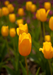 Image showing colorful tulips field 