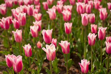 Image showing colorful tulips field 