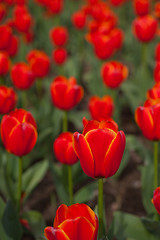 Image showing colorful tulips field 