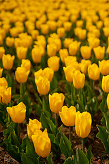 Image showing colorful tulips field 