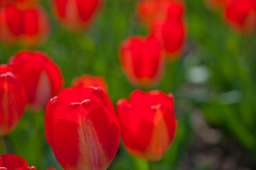 Image showing colorful tulips field 