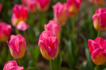 Image showing colorful tulips field 