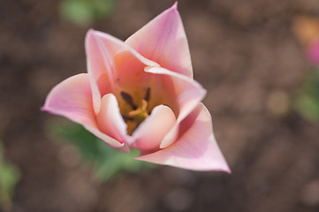 Image showing colorful tulips field 