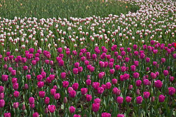 Image showing colorful tulips field 