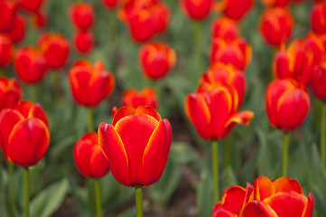 Image showing colorful tulips field 