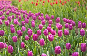 Image showing colorful tulips field 