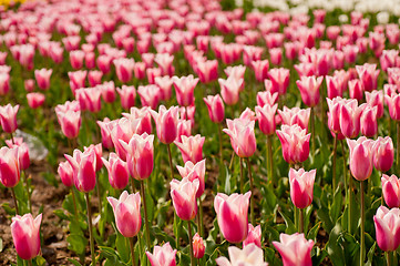 Image showing colorful tulips field 