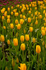 Image showing colorful tulips field 