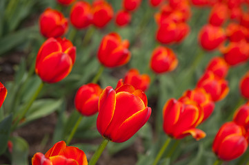 Image showing colorful tulips field 