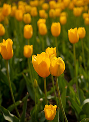 Image showing colorful tulips field 