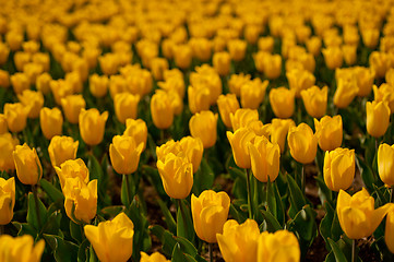 Image showing colorful tulips field 