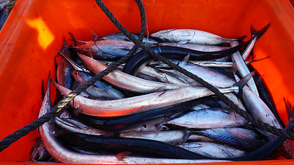 Image showing Fresh fish in the orange box.