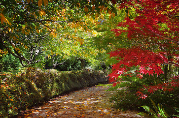 Image showing Path in autumn filled with dappled light and colour