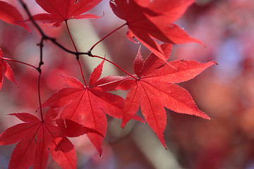 Image showing Red maple leaves