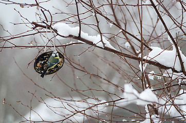 Image showing blue tit