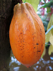 Image showing one cocoa bean