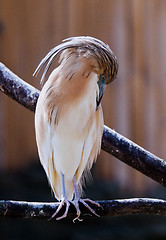 Image showing Squacco heron