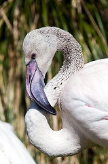 Image showing Flamingo