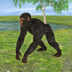 Image showing Chimpanzee