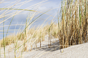 Image showing Close dune grass on the Baltic Sea