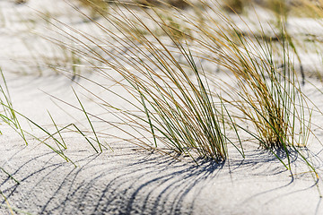Image showing Close dune grass on the Baltic Sea