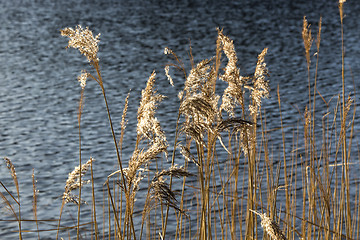 Image showing Golden reeds at a lake