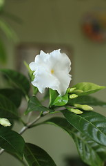 Image showing Potted flowers indoor