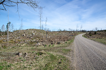 Image showing Deforestation area