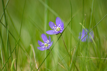 Image showing Soft blue Hepaticas