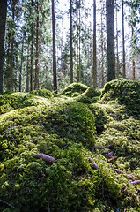 Image showing Ground level in a mossy forest