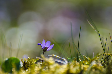 Image showing Springtime sign flower