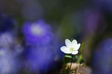 Image showing Shiny white Hepatica