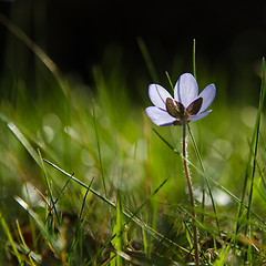 Image showing Shiny Hepatica flower