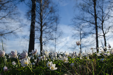 Image showing Among windflowers