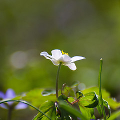 Image showing Windflower portrait