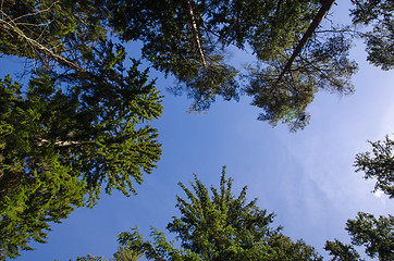 Image showing Tree tops from low angle