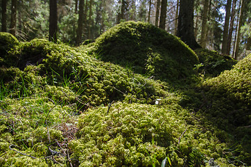 Image showing Mossy ground level