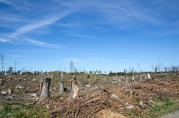 Image showing Clear cut forest