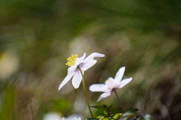 Image showing Blossom windflower