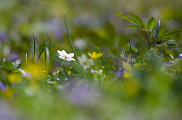 Image showing Springtime on the ground