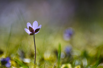 Image showing Single Hepatica from low perspective