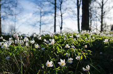 Image showing Among windflowers on the ground