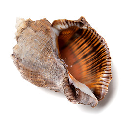 Image showing Shell from rapana venosa