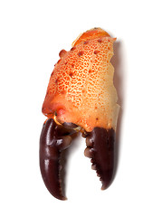 Image showing Boiled claw crab