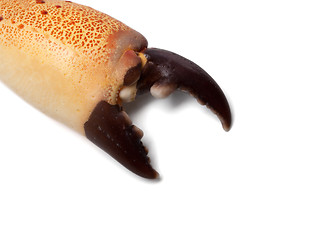 Image showing Boiled claw crab at corner with copy space