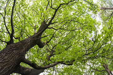 Image showing big old maple tree