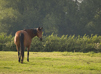Image showing Adult Horse