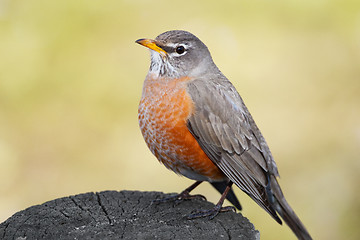 Image showing American Robin