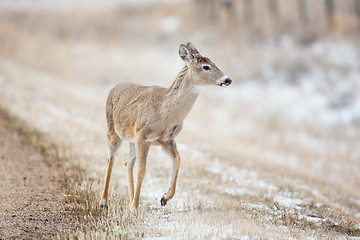 Image showing Deer By Road