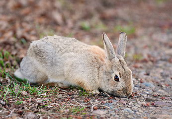Image showing Wild Rabbit Eating